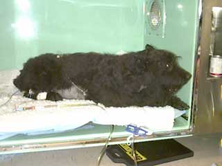 photo of Hazel in the Intensive Care Unit oxygen cage.  The door would be closed when oxygen is running.